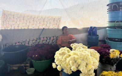 Travel diary: a blooming story